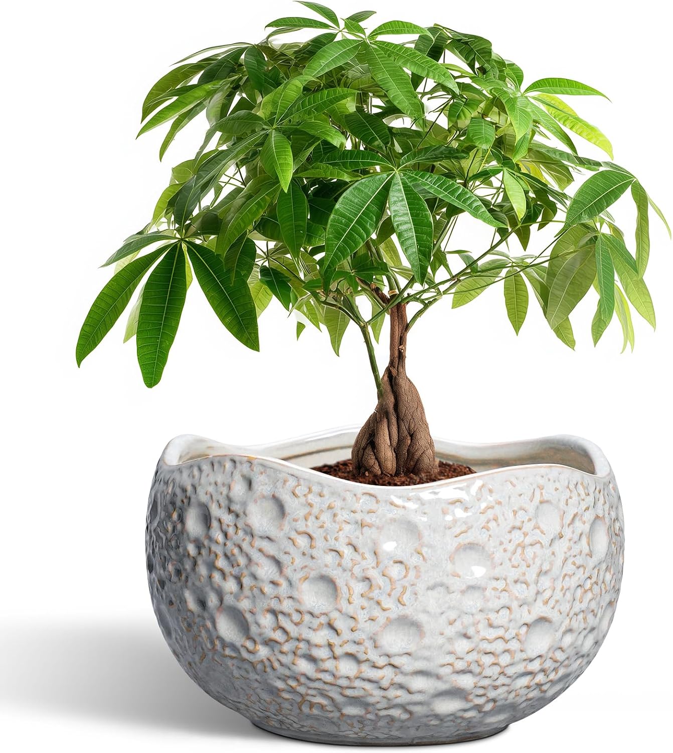 Thirtypot Ceramic Plant Planters