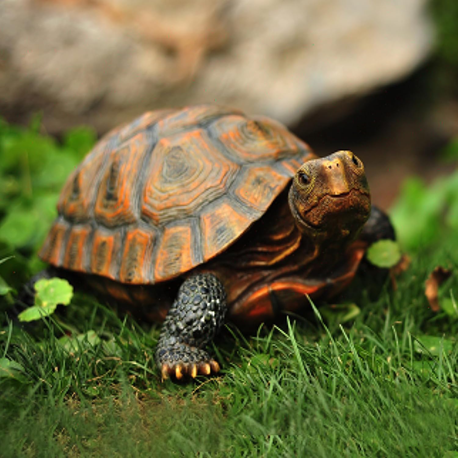 Turtle Garden Statues
