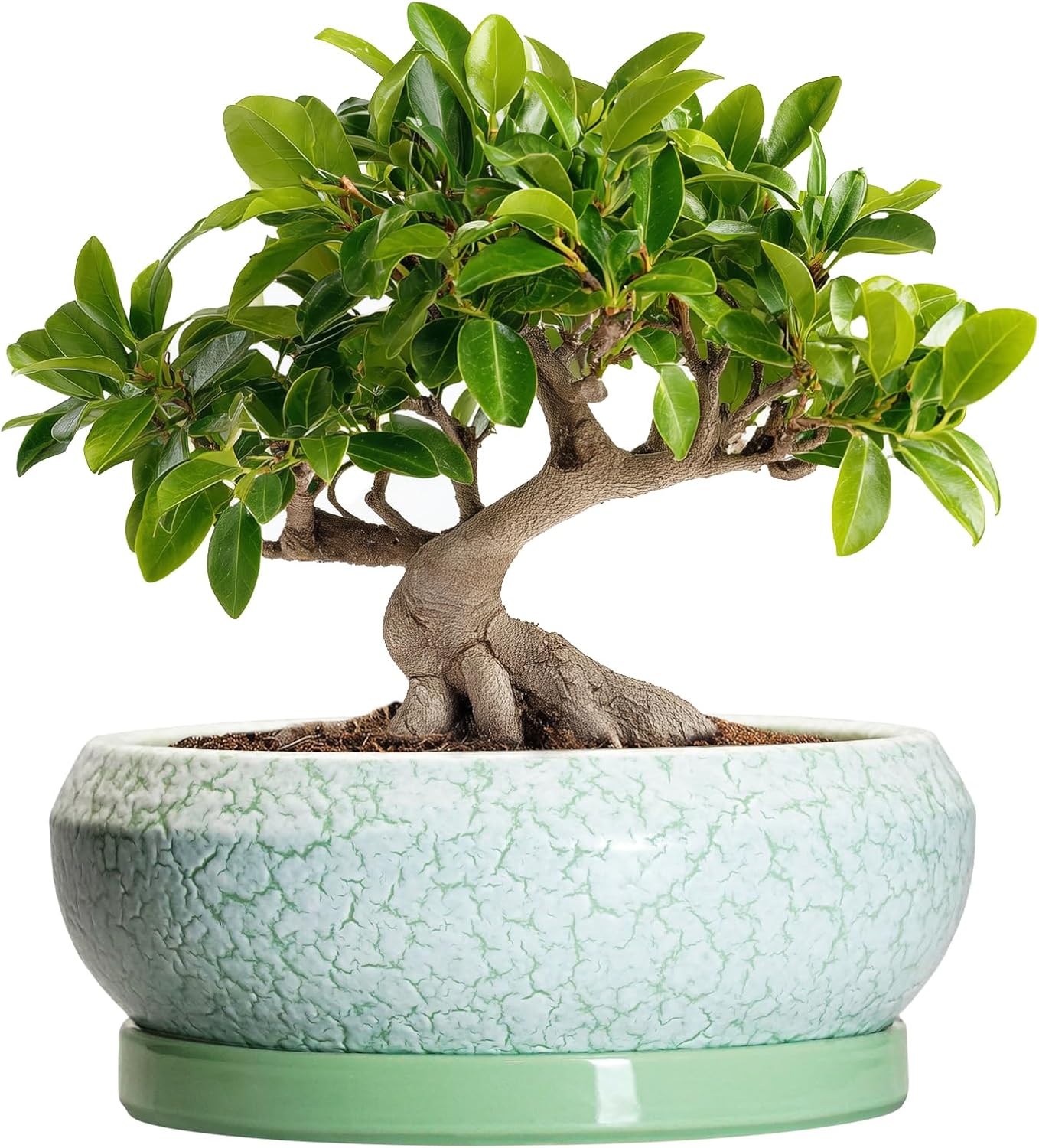 Bonsai Ceramic Succulent Pots